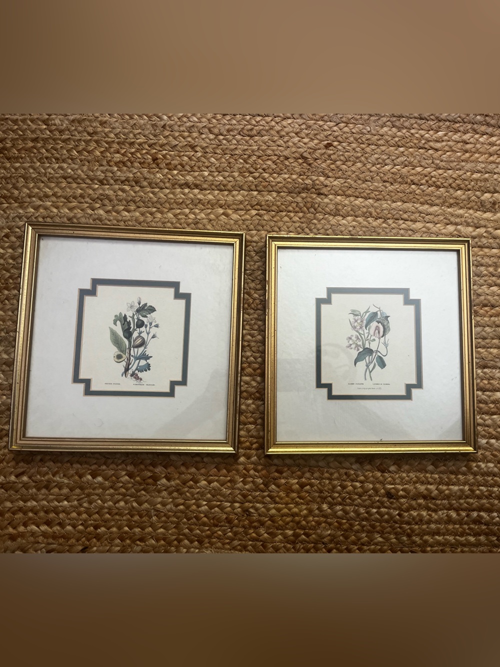 Classic Gold Botanical Print Pair in Gold Frames Grafiche Tassotti